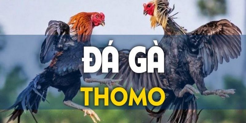 Đây là một hình thức chiến kê nổi tiếng tại đá gà Thomo